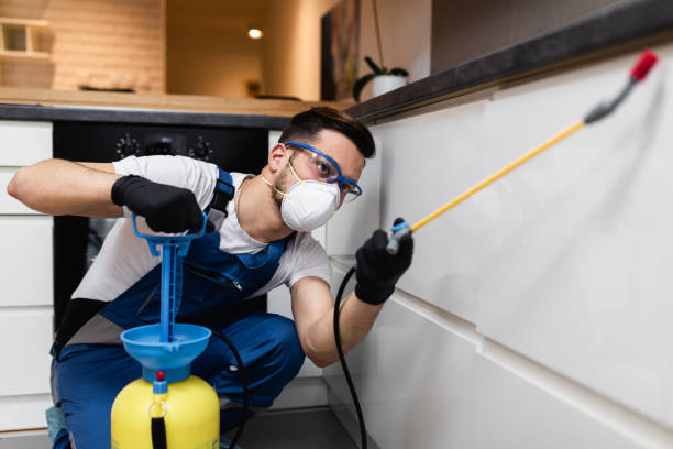 Best Wasp Removal Services  in Kailua, HI