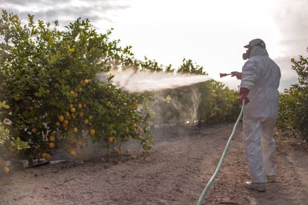 Trusted Kailua, HI Pest Control Experts