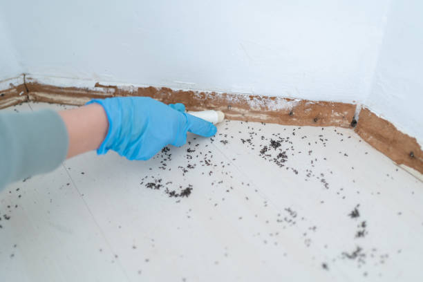 Best Flea Control Services  in Kailua, HI
